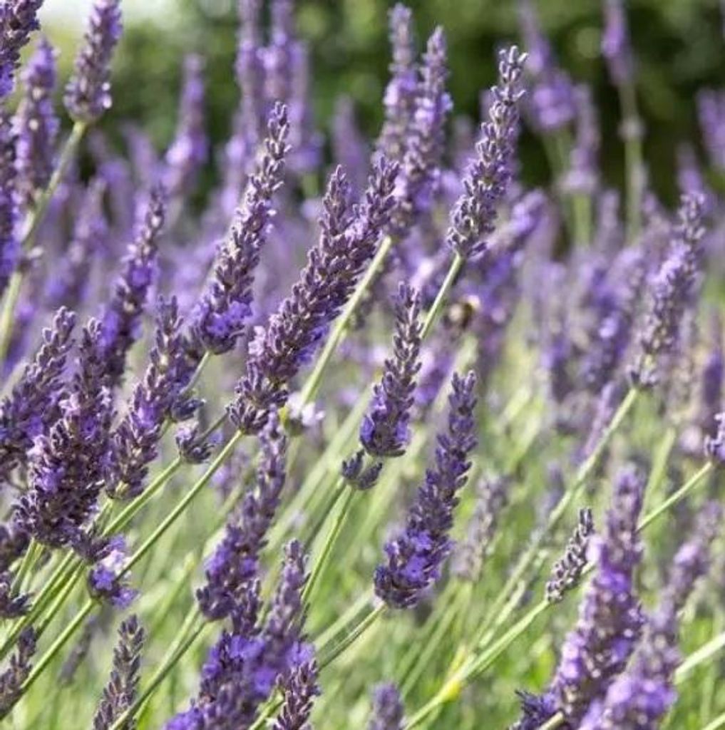 6 x provensálsky levanduľa  - Lavandula intermedia 'Grosso' Obrázok produktu 