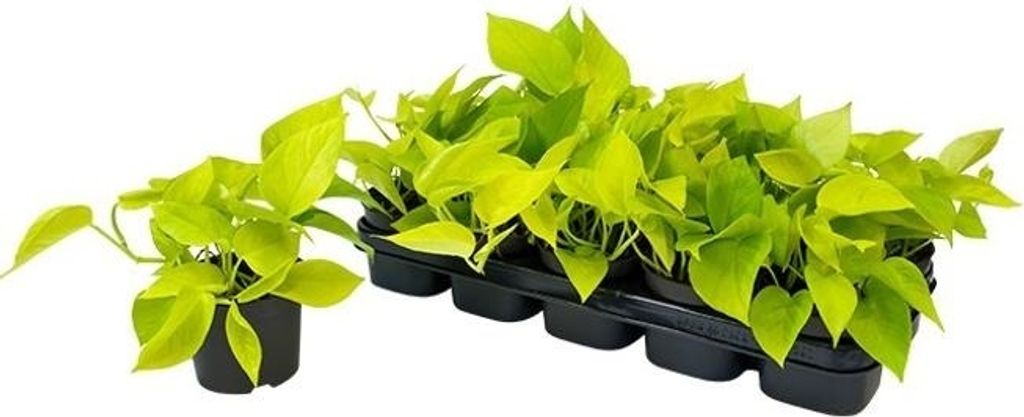 A group of small potted plants with bright green leaves, arranged in a black plastic tray and one individual pot.