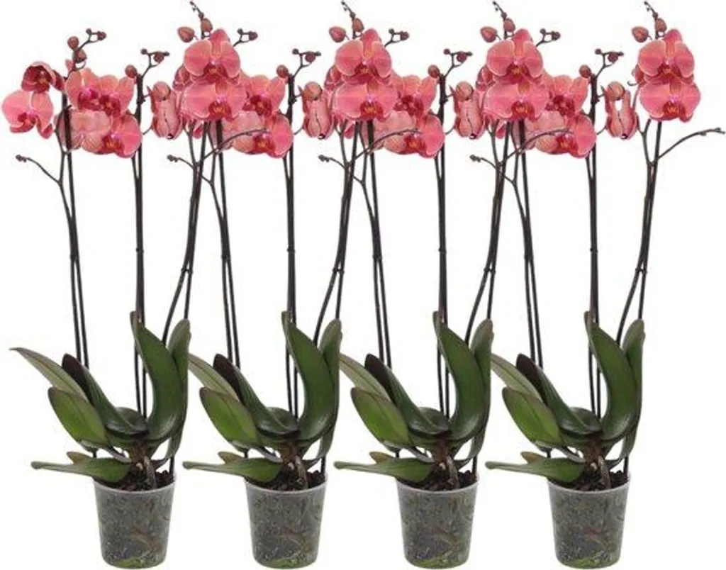 Orchidées blanches 3 tiges lot de 4 Phalaenopsis haute qualité 60cm