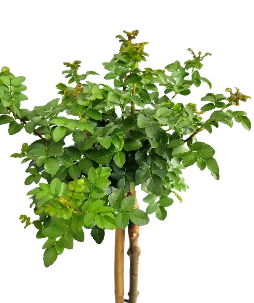 Arbre Fraxinus Boule verte sur tige de 80 à 100 cm idéal petit jardin