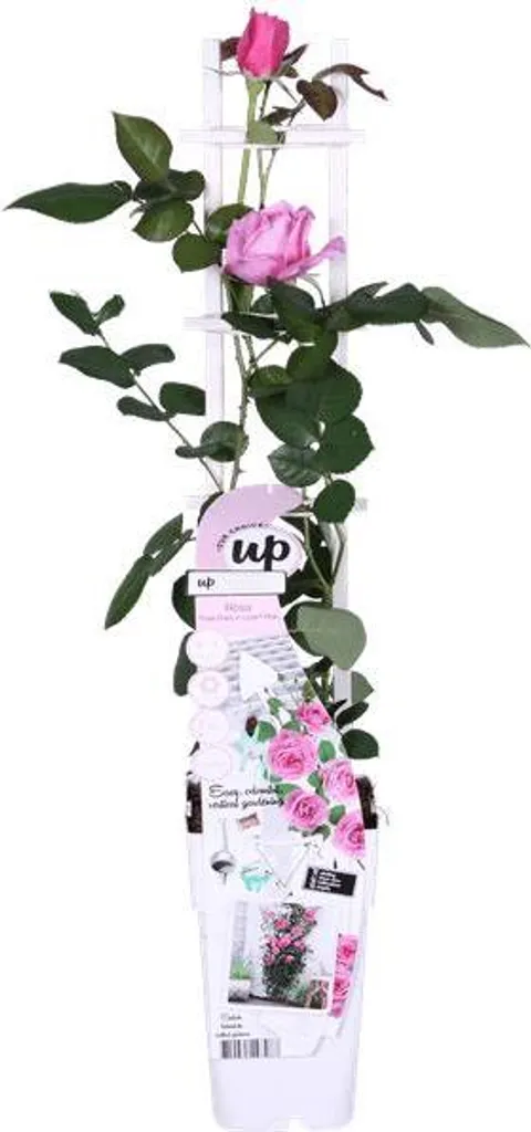 Rosier parfumé Rosa 65 cm - Rose de jardin grimpante à haute densité