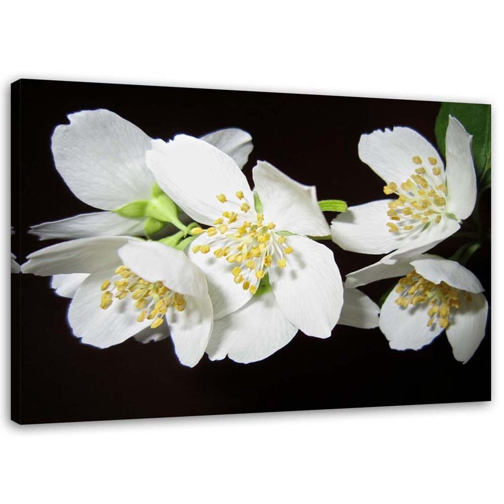 Leinwandbild blühender jasmin 120x80 cm Feeby grau wandbild bereit zum aufhängen