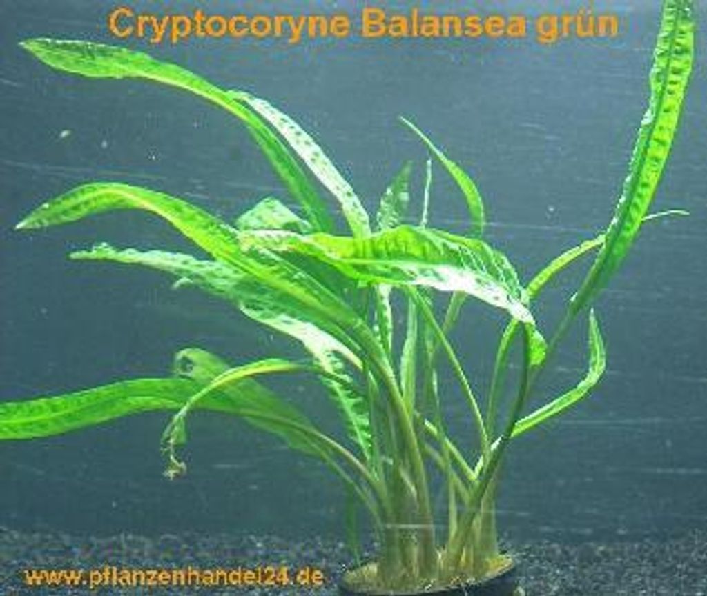 3 Töpfe Cryptocoryne balansea grün Aquarienpflanze