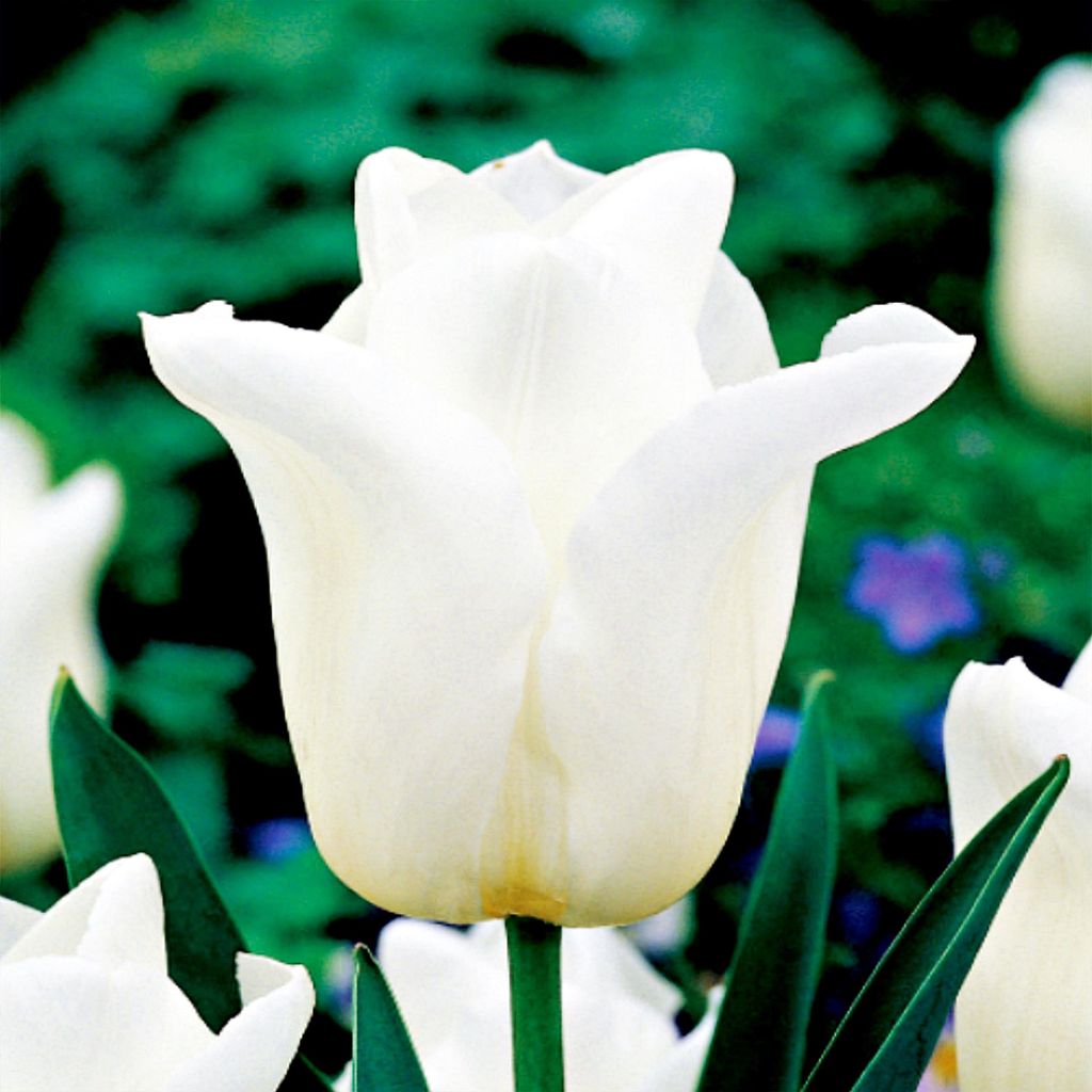 Tulipani Bulbi Bulbi Fiori Trionfo Tulipano Agrass Bianco 5 Immagine del prodotto 