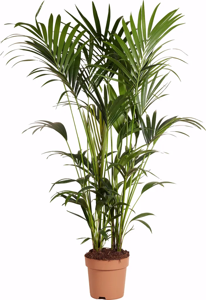 Grande Plante Verte d'Intérieur Kentia 160cm - Purificateur d'Air Nat