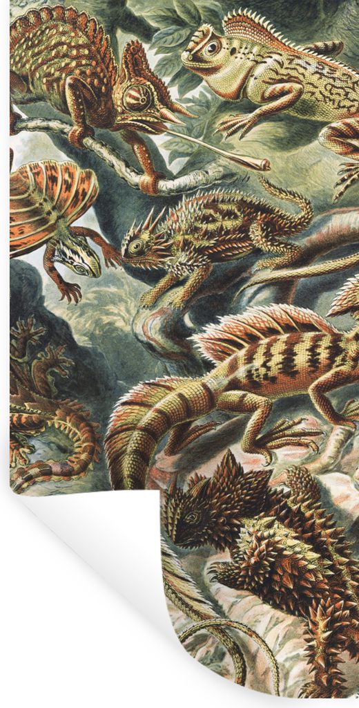 MuchoWow Wandtattoo Wandsticker Wandaufkleber Jahrgang - Kunst - Ernst Haeckel - Salamander - Tiere 40x80 cm Selbstklebend und Repositionierbar -...