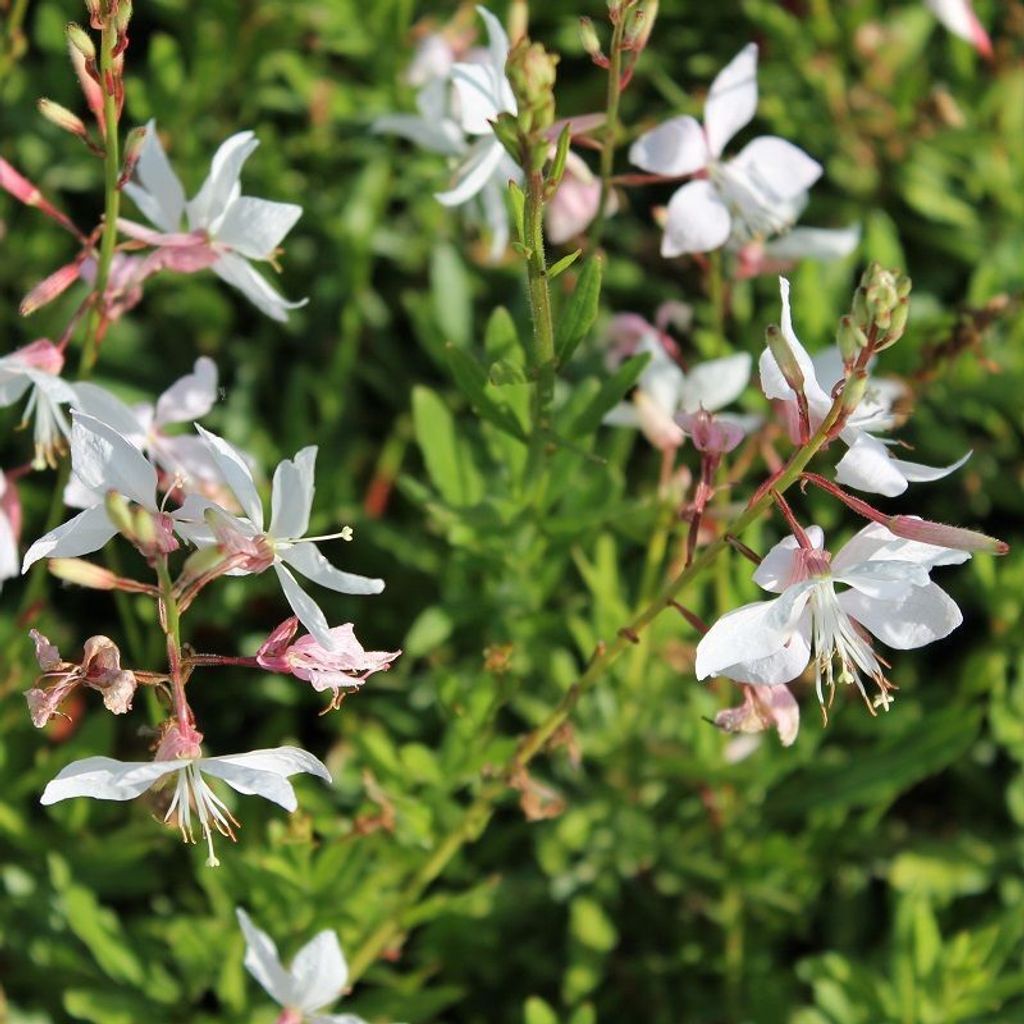 6 x Prachtkerze - Gaura lindheimeri ' White Dove' | Topf 9cm x 9cm