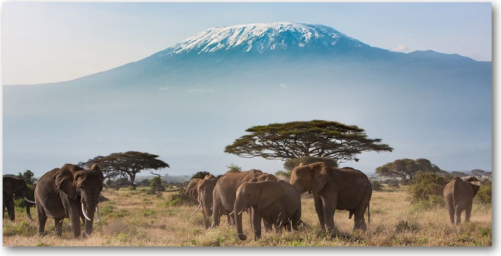 Tulup Glas-Bild -140x70- Wandkunst Dekorative Wand für Küche & Wohnzimmer - Tiere - Elefant Kilimanjaro - Mehrfarbig