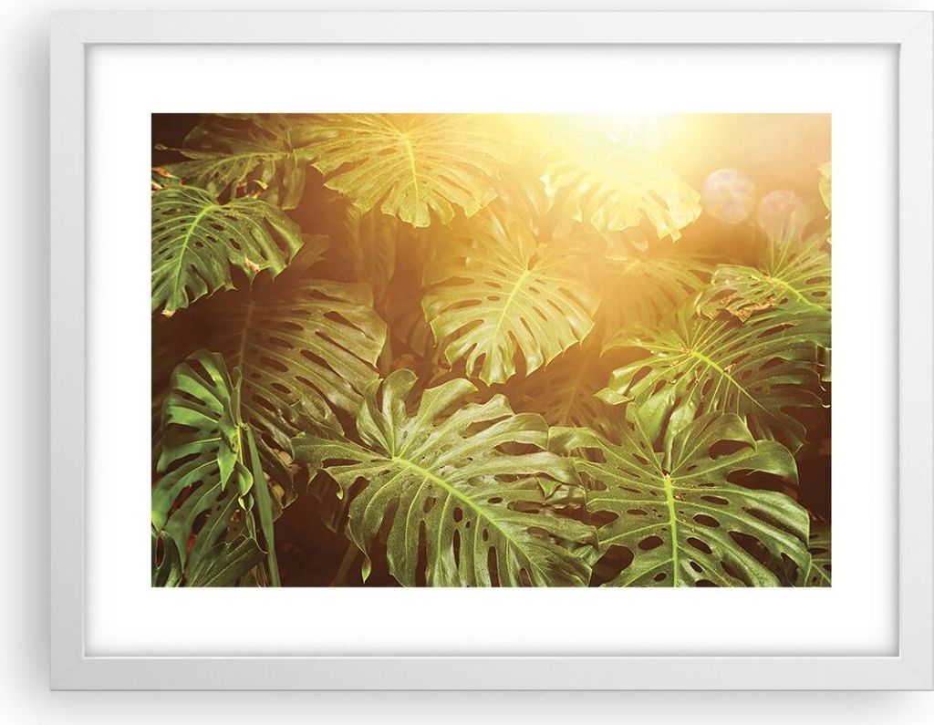 Gerahmtes Poster - Weißer Rahmen - Blätter Monstera Licht - 40x30 cm - Wand Bild - Wanddeko - Wandbilder - Kunstposter - Wandposter - Bilderrahme...
