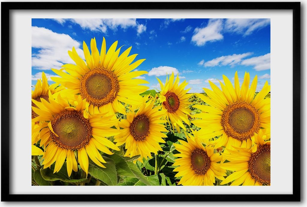 Bild 60x40 MDF-Rahmen, Wandkunst Sunflowers