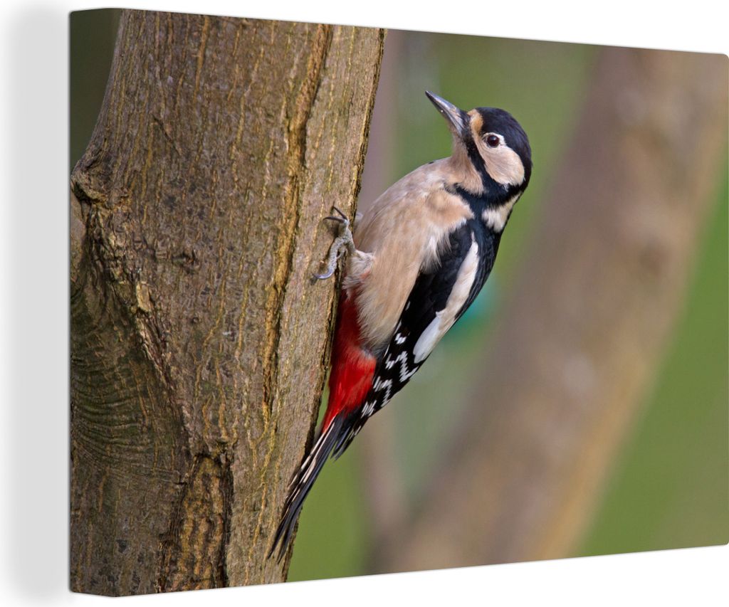 OneMillionCanvasses - Leinwandbilder - Bild auf Leinwand Wandbild Leinwandbild Specht Vogel sitzt in einem Baum, 30x20 cm, Kunstdruck Wandkunst G...