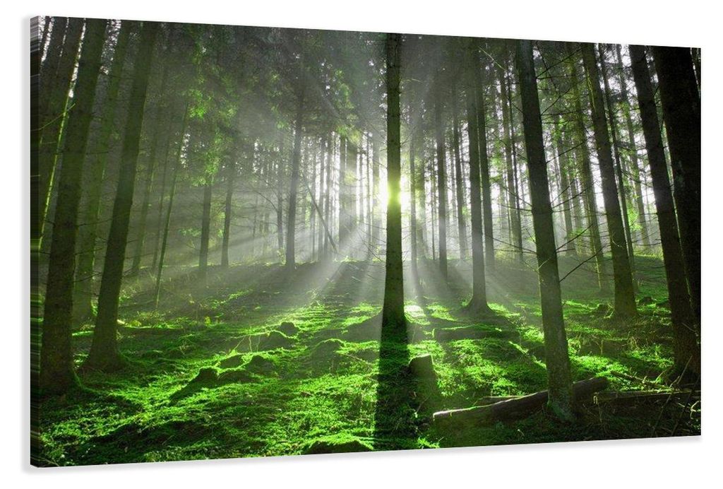 5130 Sonnenlicht Wald Leinwandbild 3-teilig 120x80 cm Produktbild 