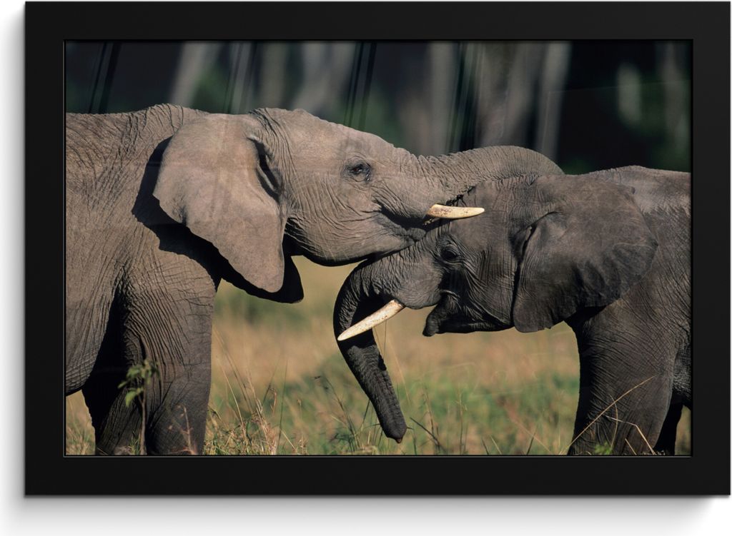 MuchoWow MuchoWow Gerahmtes Poster Elefant - Tiere - Grau - Natur 30x20 cm - Poster mit zchwarzem Bilderrahmen - Kunstdruck - Bild-Poster