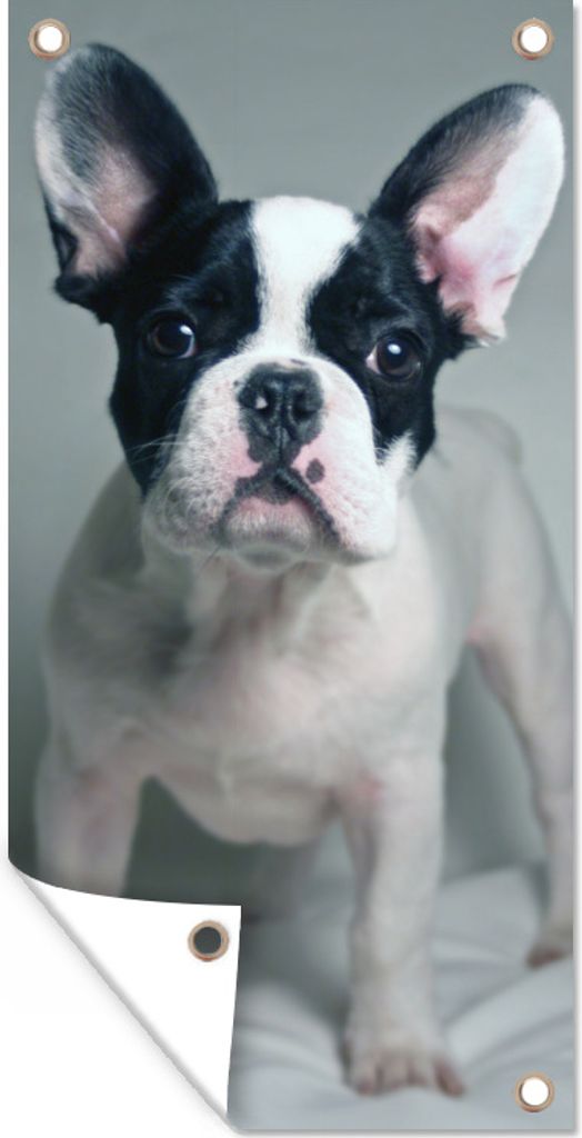 MuchoWow 40x80 cm Outdoor-Poster Gartendeko Sichtschutz Garten Poster für den Garten Französische Bulldogge - Welpe - Weiß