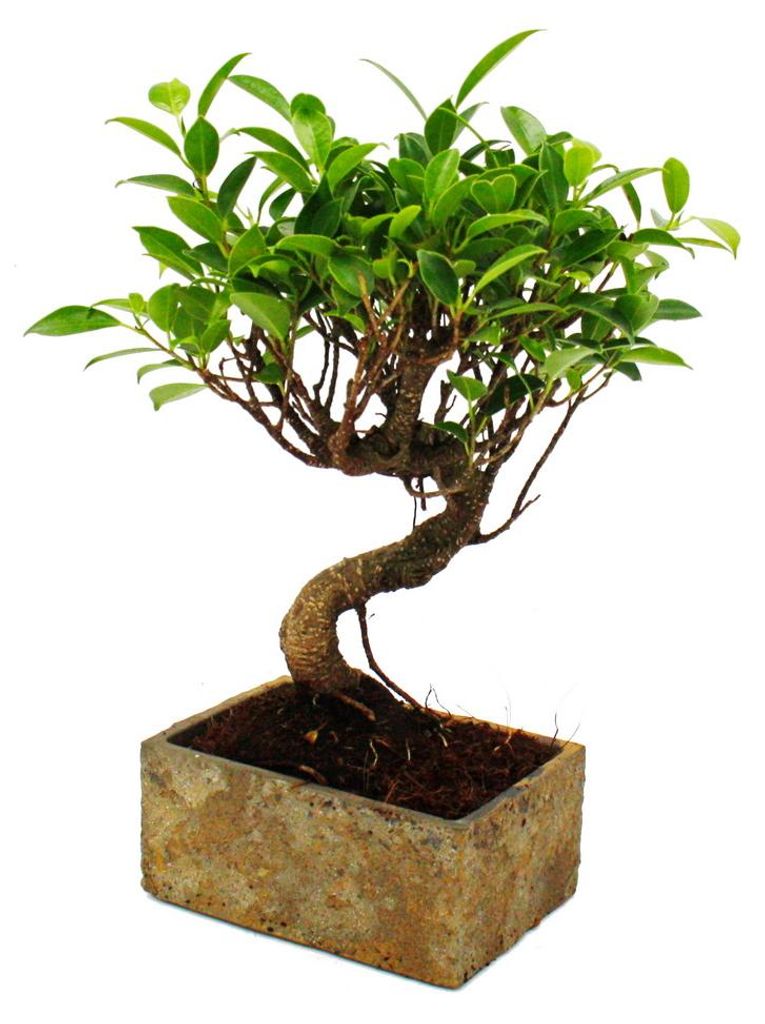 Bonsai fürs Zimmer - in moderner Trendkeramik - Produktbild 