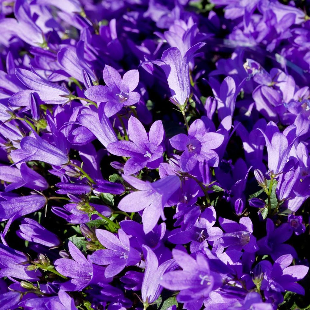 Pfirsichblättrige Glockenblume Campanula persicifolia ‘Coerulea’ 12 Pflanzen