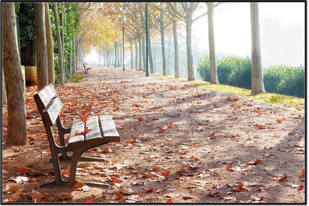 Wallario Wandbild Einsame Parkbank an einer Allee - Herbststimmung, Größe: 61 x 91,50 cm, Poster mit schwarzem Aluminiumrahmen