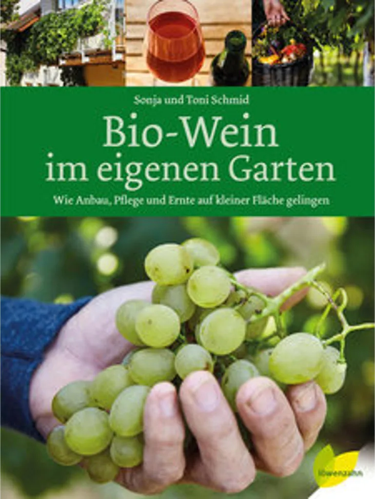 Vigne de jardin sans entretien - Solution pour récolte de raisin bio