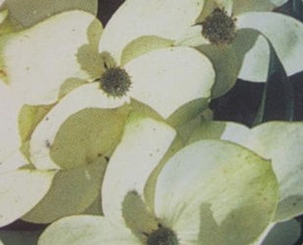 Cornus angustata Empress of China - Blumenhartriegel Empress of China - 40-60cm