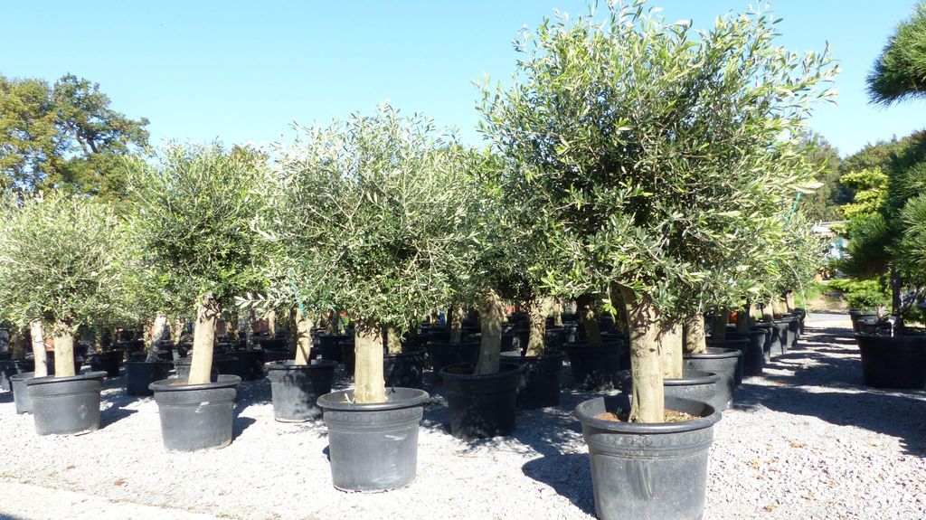 winterharter XXL Olivenbaum  50 Jahre, extra dicke Stämme, Produktbild 