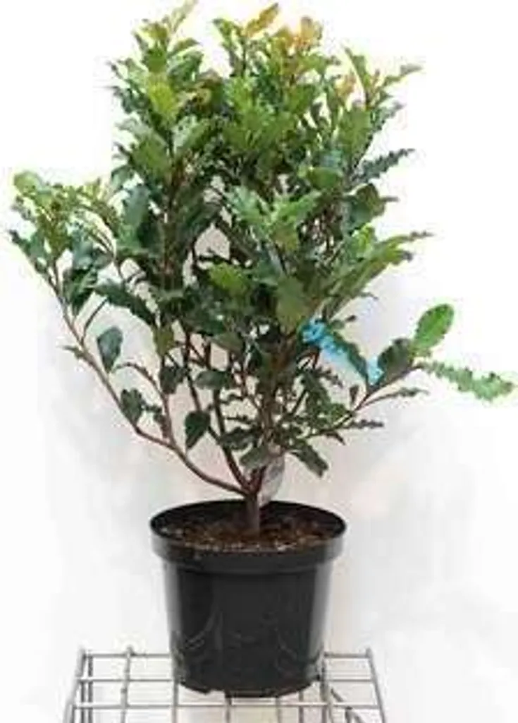 Arbuste de haie Photinia Crunchy 60-80 cm feuillage persistant brillant