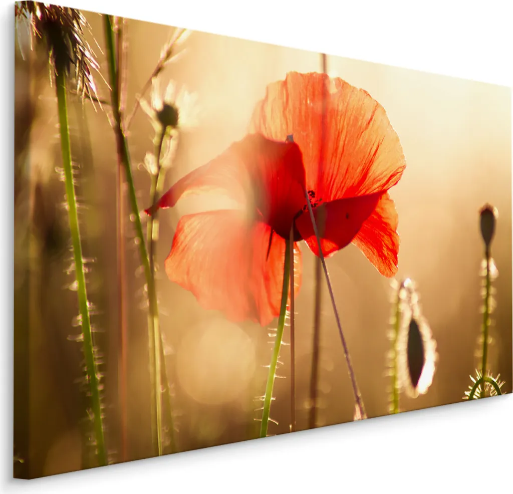 Quadro Moderno Papaveri Natura 120x80 cm - Stampa su Tela Fine Art