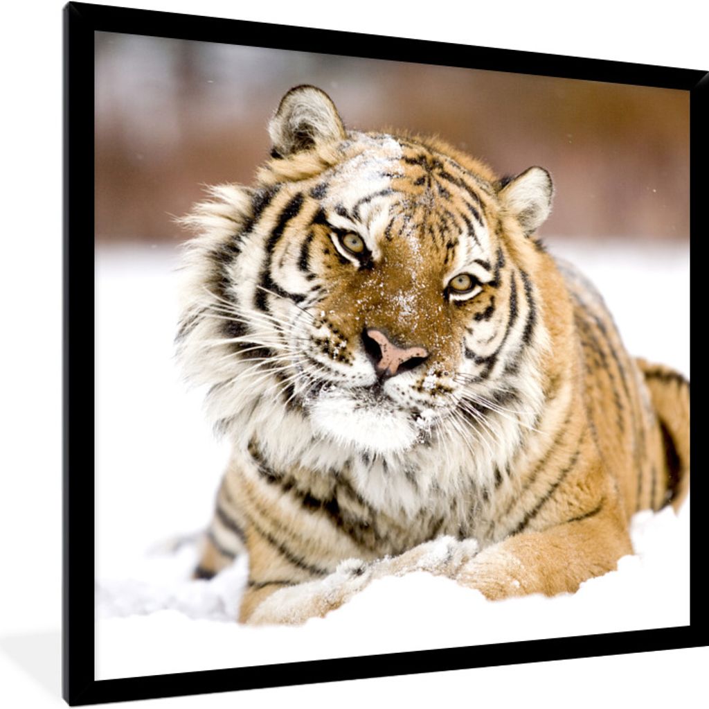 MuchoWow Gerahmtes Poster Tiger - Schnee - Weiß 40x40 cm - Poster mit Schwarzem Bilderrahmen Wandposter Rahmen Foto Bilder - Mit Rahmen - Wandde...