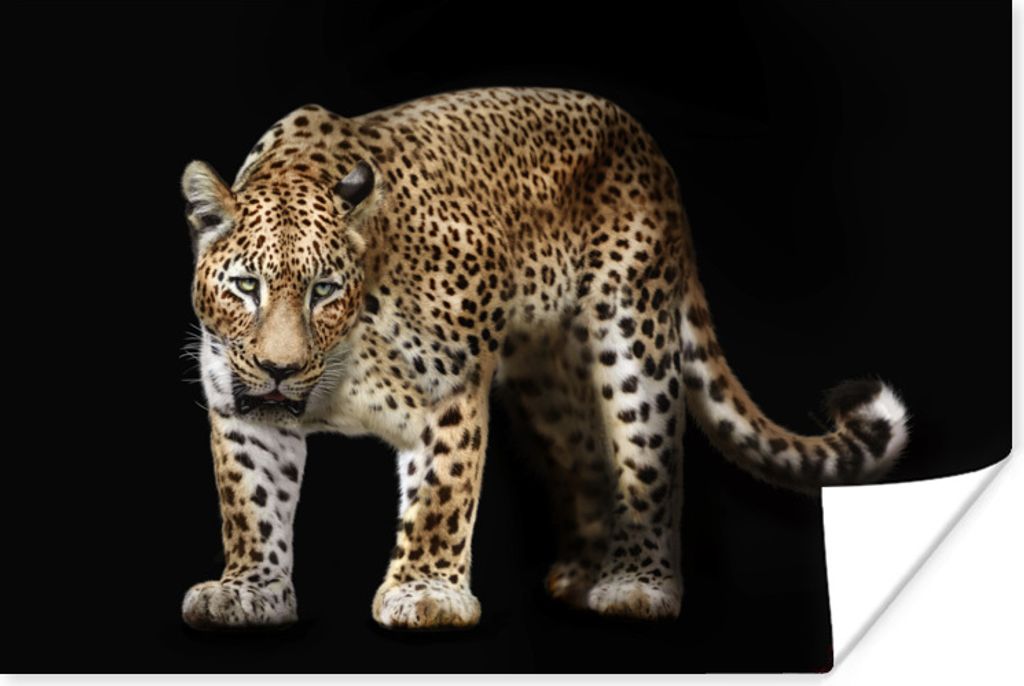 MuchoWow Poster Leopard - Wild - Schwarz 30x20 cm - Plakate - Print