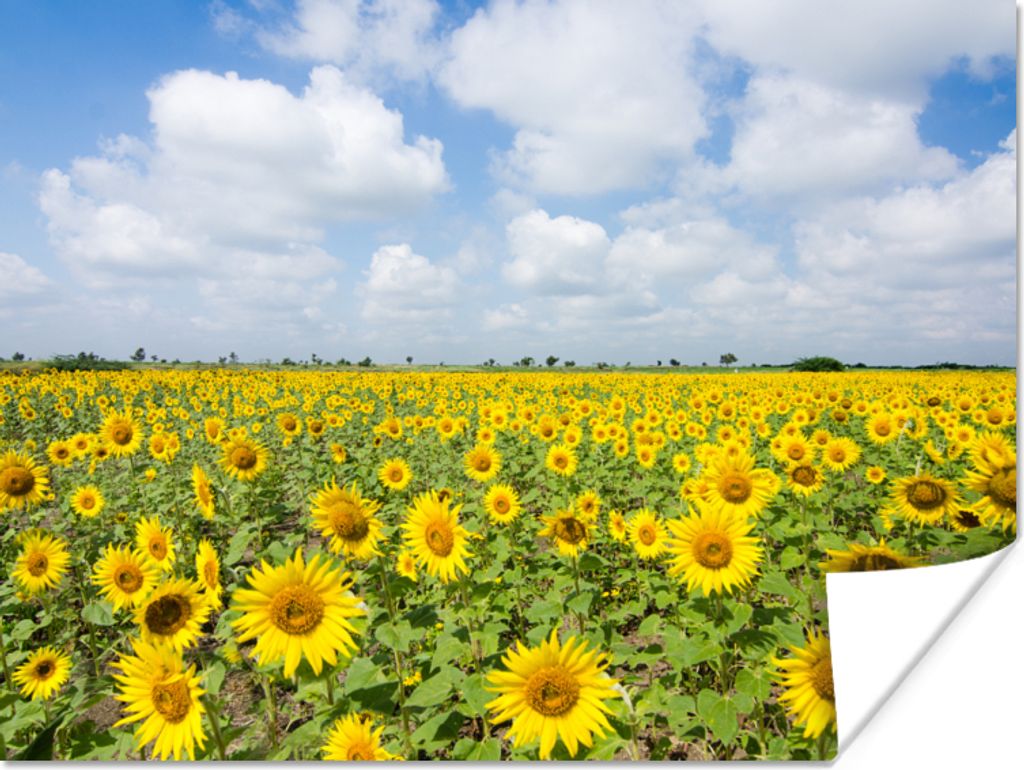 MuchoWow Poster Sonnenblumen - Blumen - Wolken - Natur - Gelb - Landschaft 40x30 cm - Plakate für die Wände - Poster Wohnzimmer
