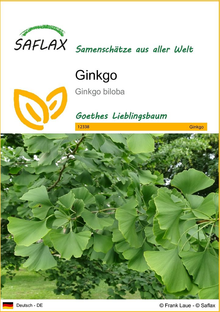SAFLAX - Ginkgo - Ginkgo biloba - 4 Samen Produktbild 