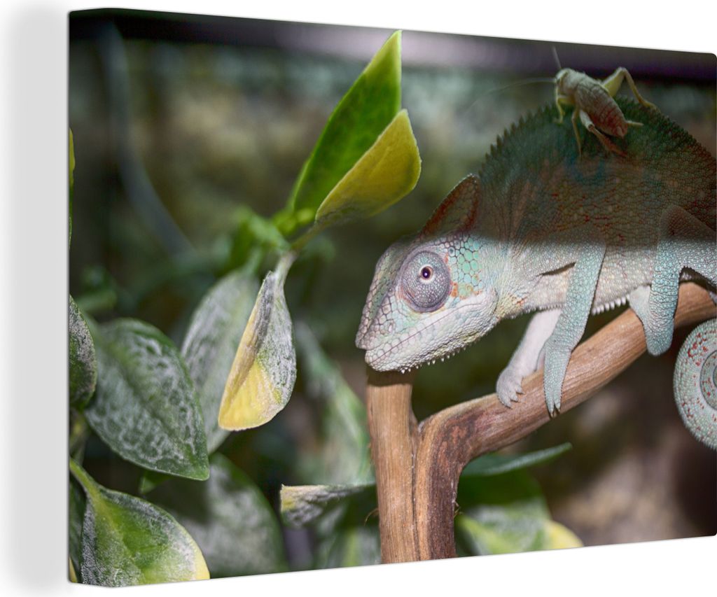 OneMillionCanvasses - Leinwandbilder - 140x90 cm, Versteckte Grille auf dem Rücken des Chamäleons, Wandbilder Kunstdruck Wanddekoration