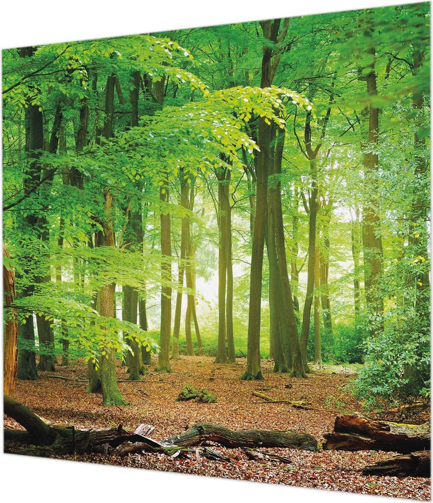 Wandtapete - Dekorative Tapete für Wohnzimmer - Tapetenfolie für Wanddekoration - 250x250 cm - Grüner Wald