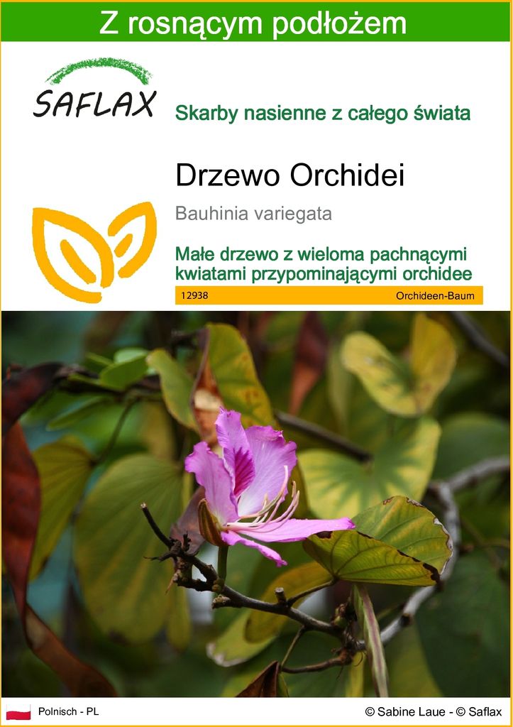 SAFLAX - Drzewo Orchidei - 8 Nasiona - Z podłożem uprawowym Zdjęcie produktu 