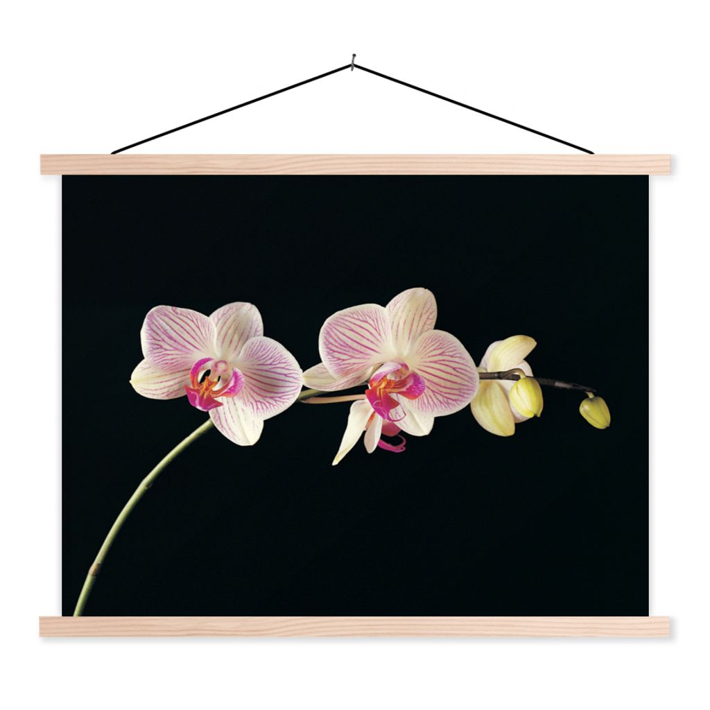 MuchoWow Textilposter Orchidee - Blumen - Schwarz - Rosa - Knöpfe 60x45 cm mit holzfarbenen Rahmen - Bild