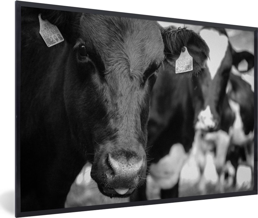 MuchoWow MuchoWow Gerahmtes Poster Kuhzunge 30x20 cm - Poster mit zchwarzem Bilderrahmen - Kunstdruck - Bild-Poster