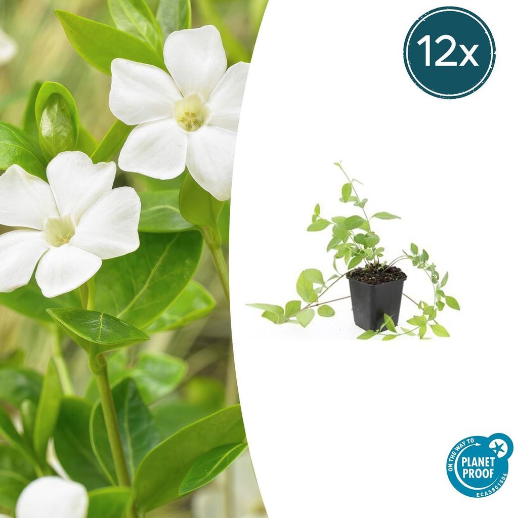Bodendecker - Großblättriges Immergrün - Vinca major 'Alba' - 9cm Topf - Set mit 12 Pflanzen
