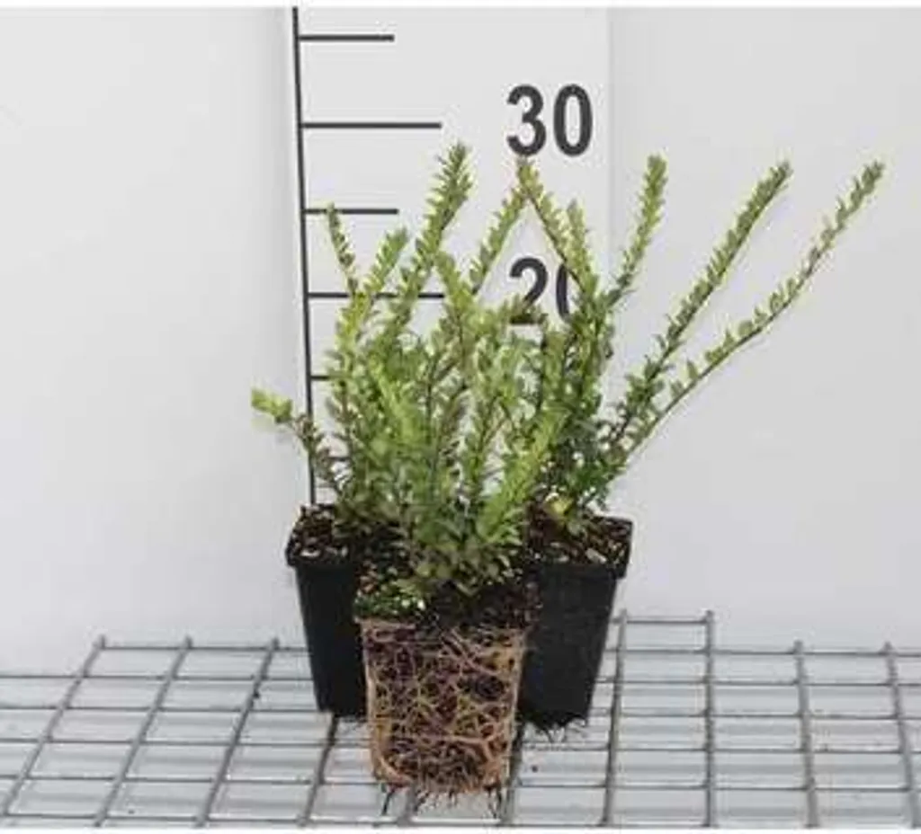 Lonicera nitida Hohenheim Findling persistant - Haie dense en pot 9cm