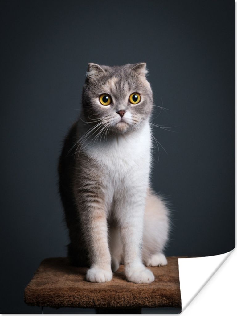 MuchoWow Poster Katze - Haustiere - Licht 30x40 cm - Wandplakat - Poster Kinderzimmer