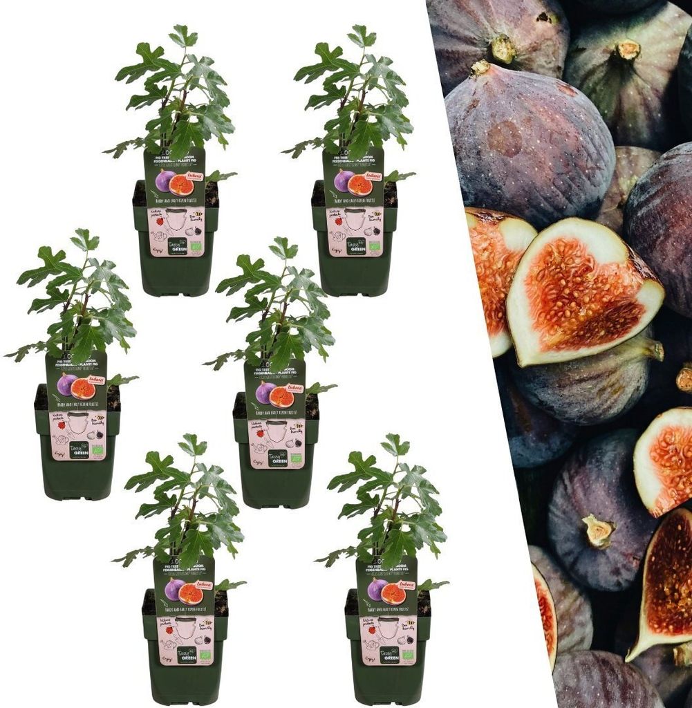 Plants by Frank | 6 Feigenbaum Pflanzen | 100% Obstpflanzen | Feigenbaum Winterhart | Gartenpflanzen | Winterharte Pflanzen für Garten