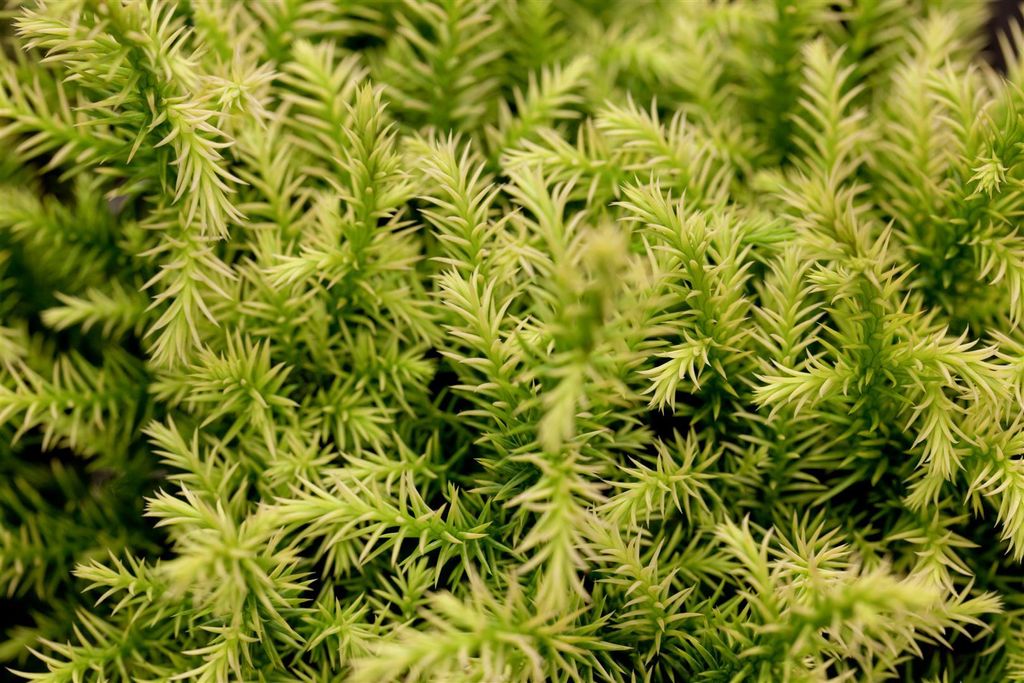 Cryptomeria japonica 'Vilmorin Gold', Japanische Sicheltanne, goldgelb, 20–25 cm