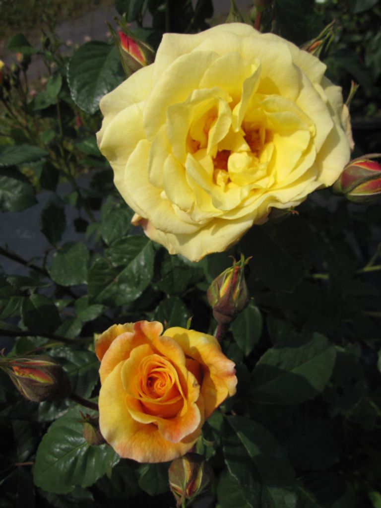 Rosa Postillion - Strauchrose Postillion - Kordes Rose