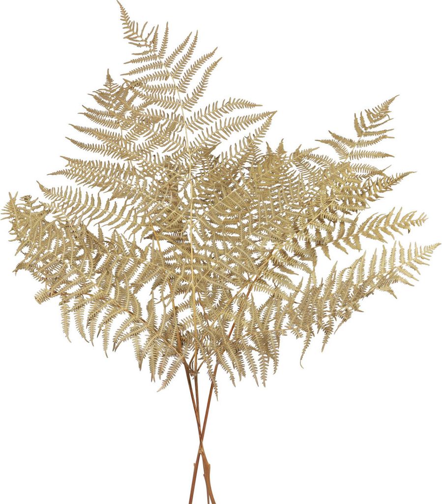 Trockenblumen Deko Farn 70cm - 10 Farnblätter Natur - Trockenblumenarrangements & Herbstdeko, 10 Stück