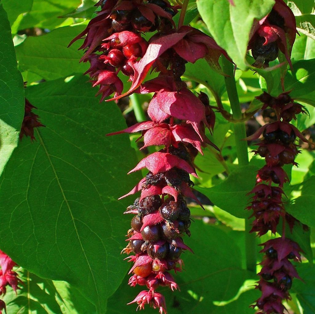 Bacca caramellata (Leycesteria formosa)  - 20 semi Immagine del prodotto 