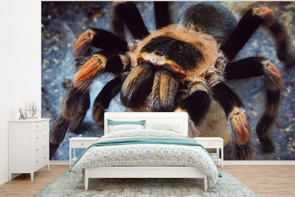 MuchoWow Fototapete für Wohnzimmer oder Schlafzimmer Wandtapete Vinyl Motivtapete Vogelspinne frisst Kakerlake - 400x300 cm - Papiertapeten