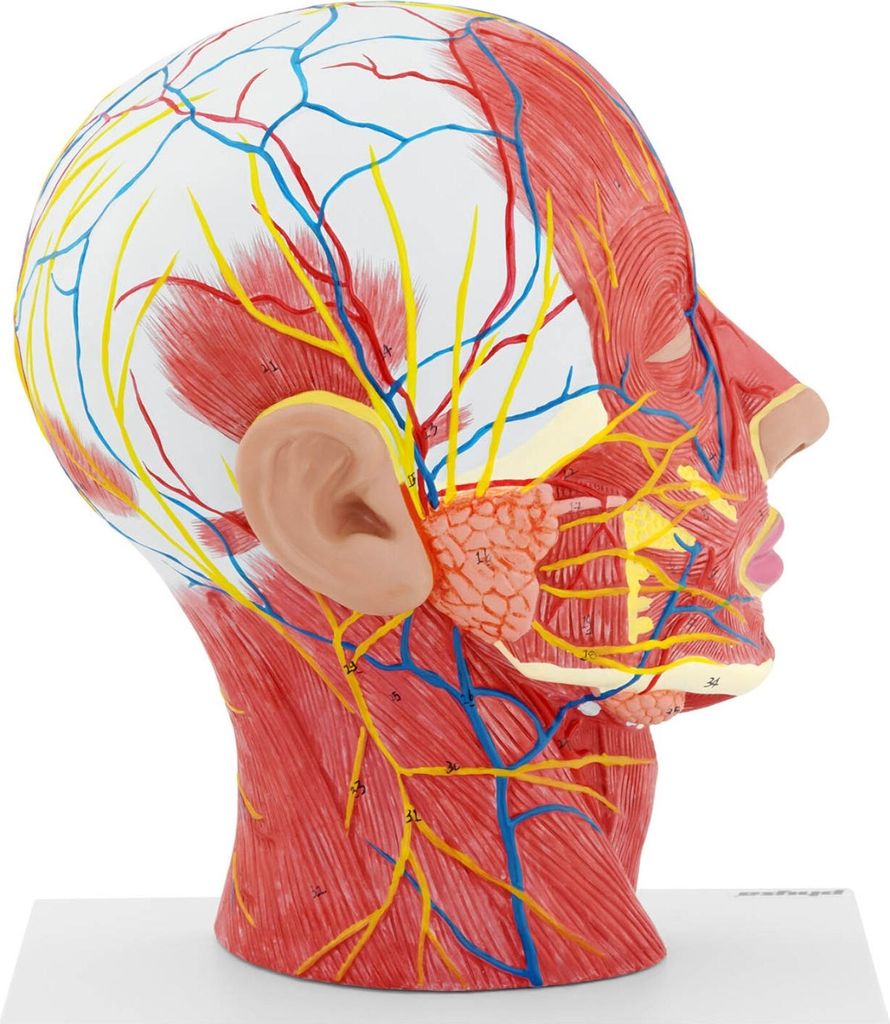 physa Anatomie Schädel - Medianschnitt - Originalgröße Produktbild 6