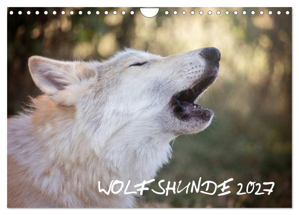 Wolfshunde 2027 (Wandkalender 2027 DIN A4 quer), CALVENDO Monatskalender