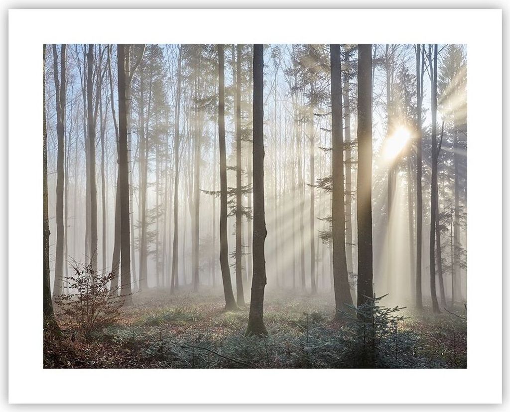 Poster - Poster ohne Rahmen - Wald Baum Natur - 50x40 cm - Wand Bild - Wanddeko - Wandbilder - Kunstposter - Wandposter - Bilder - Kunstdruck - Wan...