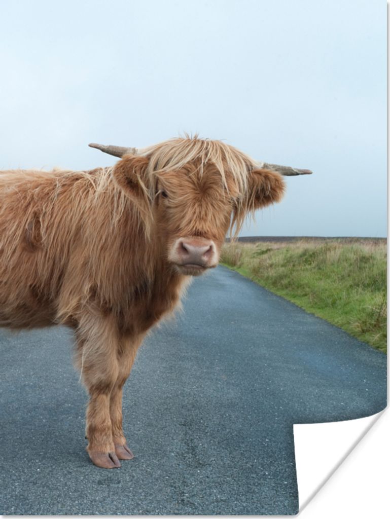 MuchoWow Poster Scottish Highlander - Straße - Gras 120x160 cm - Wandbilder