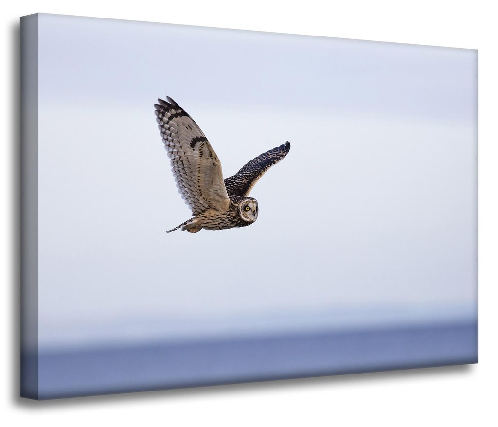 Leinwanddruck „Tiere: Eule im Flug“, 70 x 50 cm