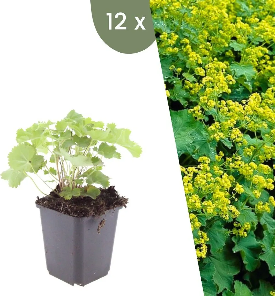 Alchemilla mollis Plants by Frank Lot de 12 Plantes d'Alchémille Vivaces